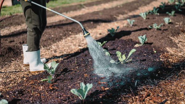 Enhancing Topsoil and Home Gardening with Organic Material